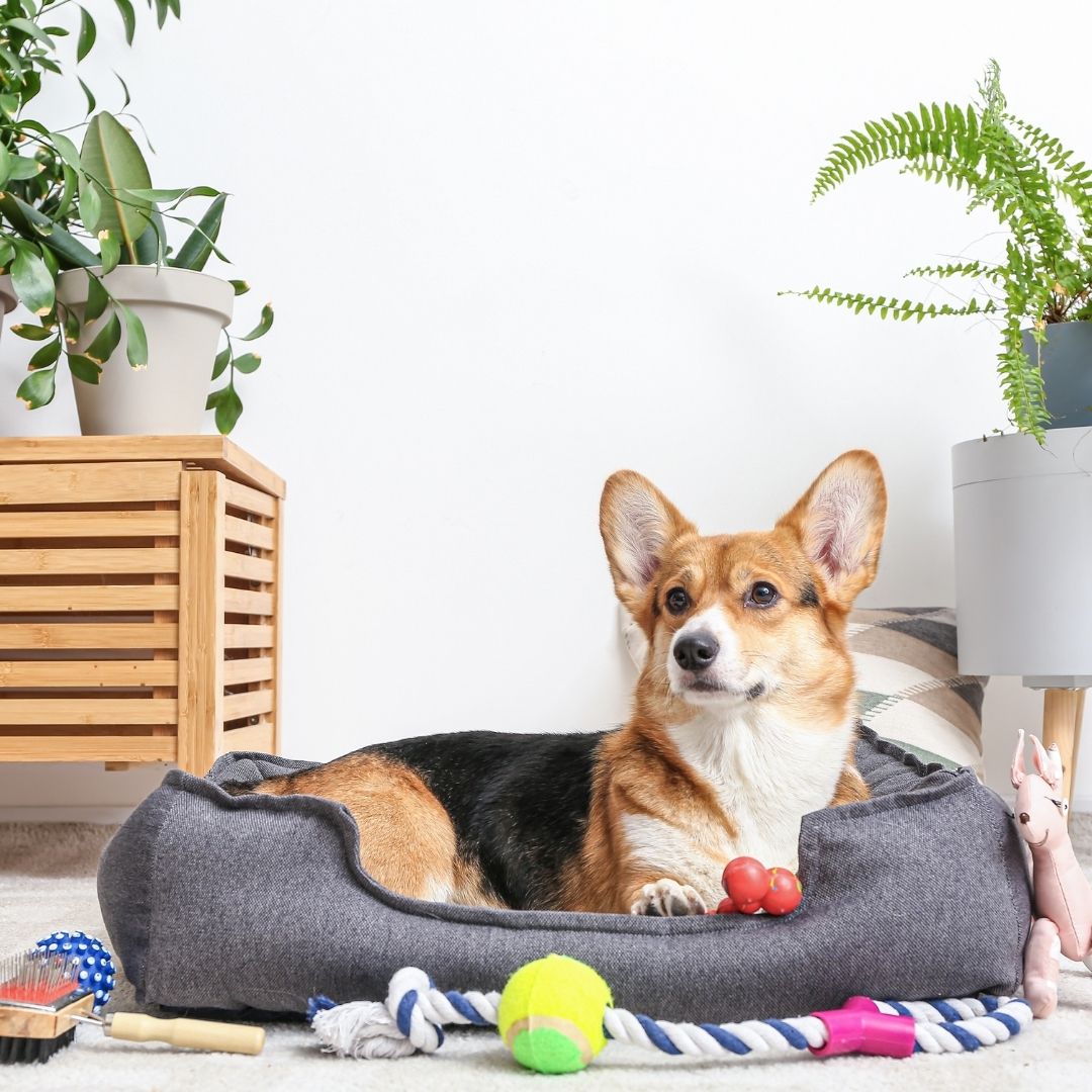 Enhance Your Pet’s Life with Pawpurlar’s Premium Accessories