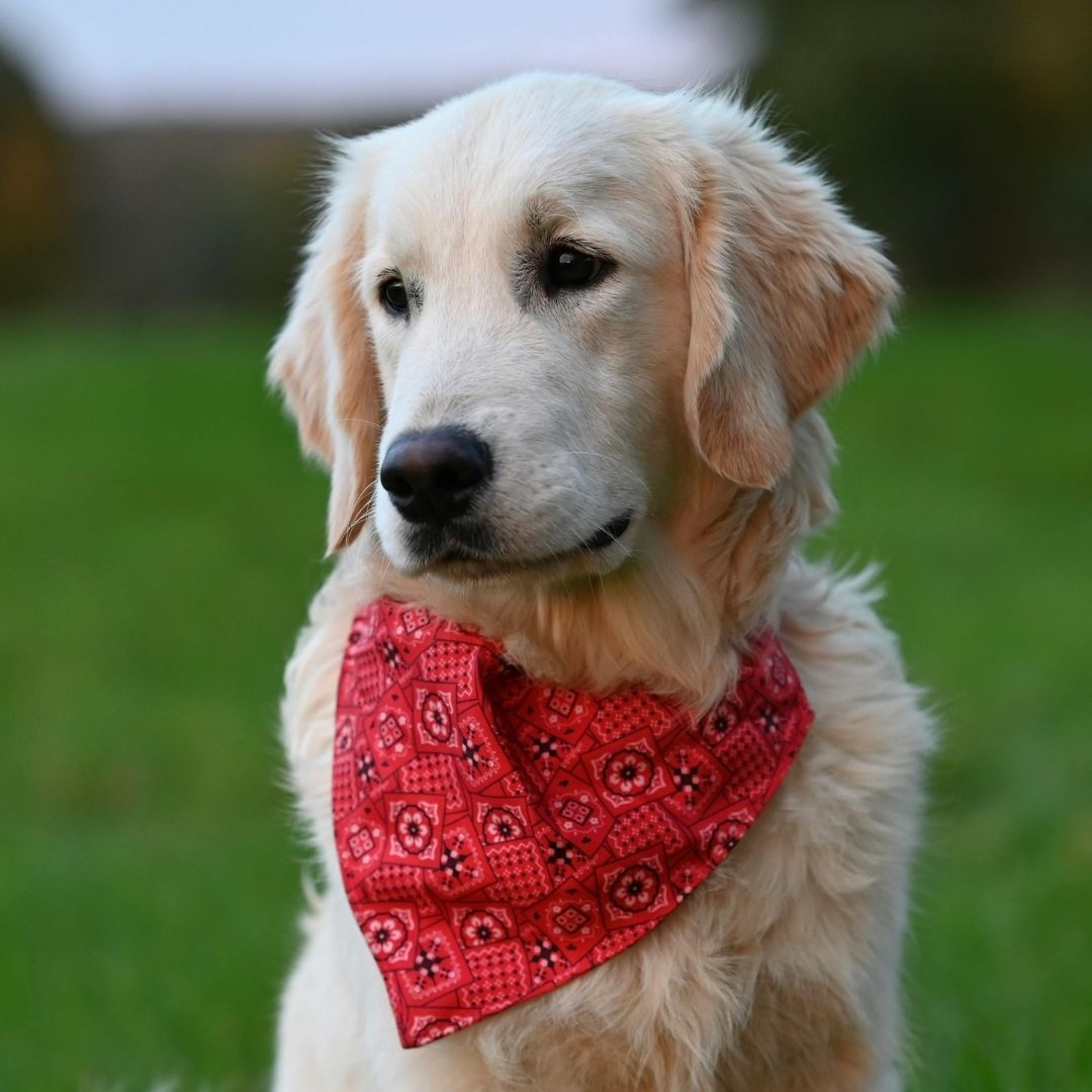 Essential Accessories for Every Pet Owner from Pawpurlar