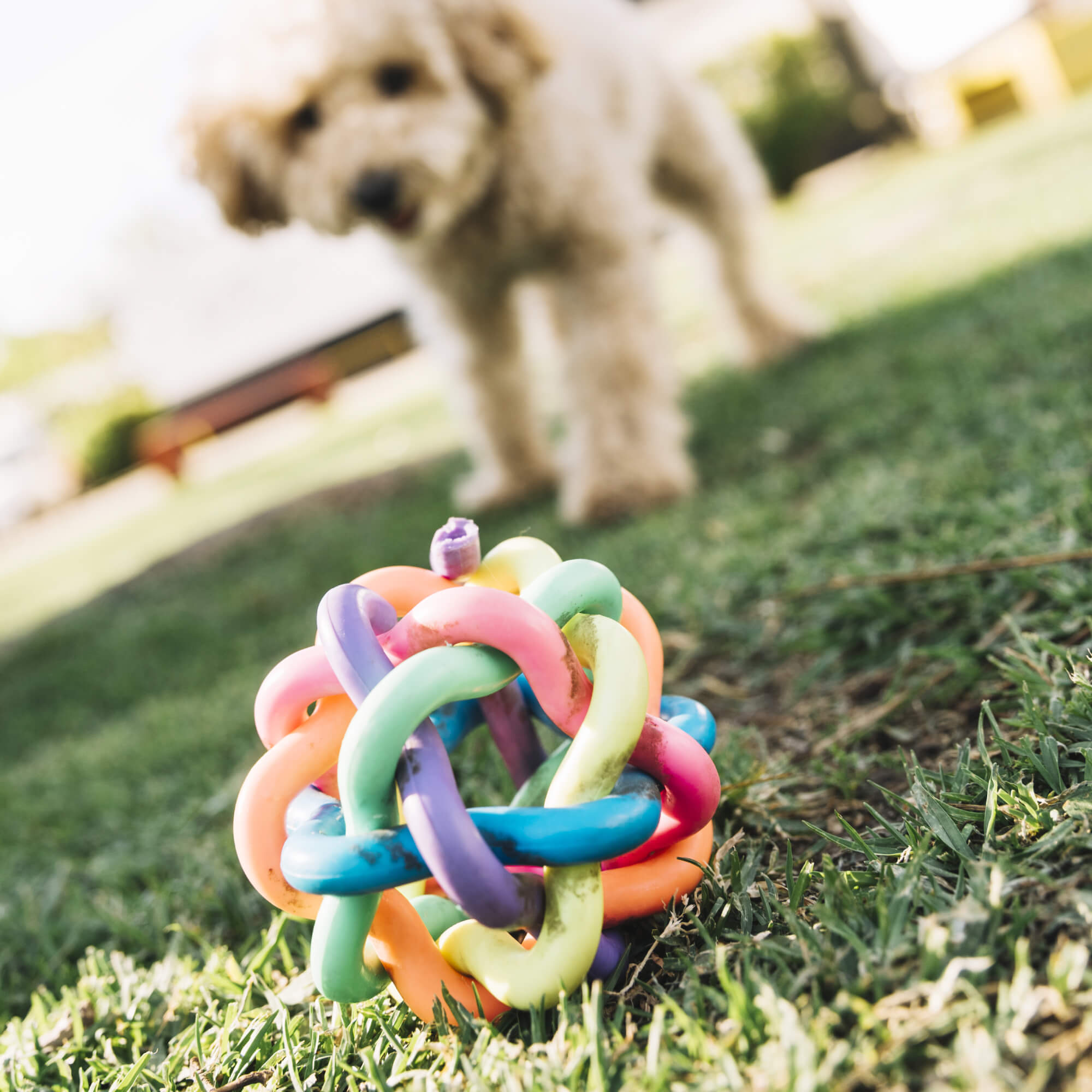 Pet Toys